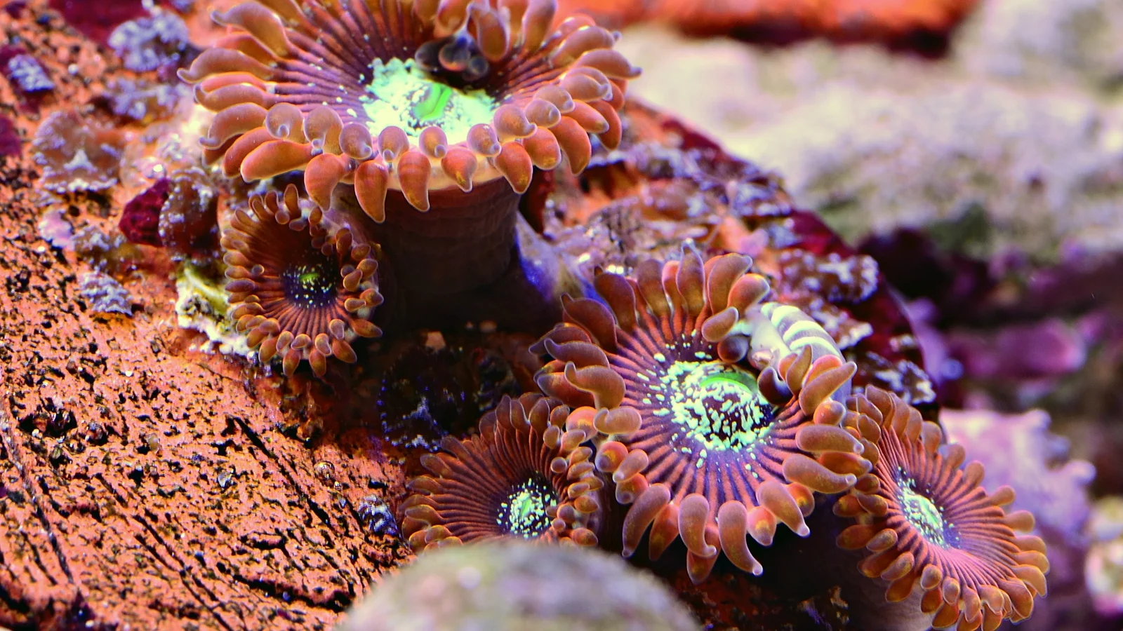 A close-up view of a colorful coral colony with extended tentacles.