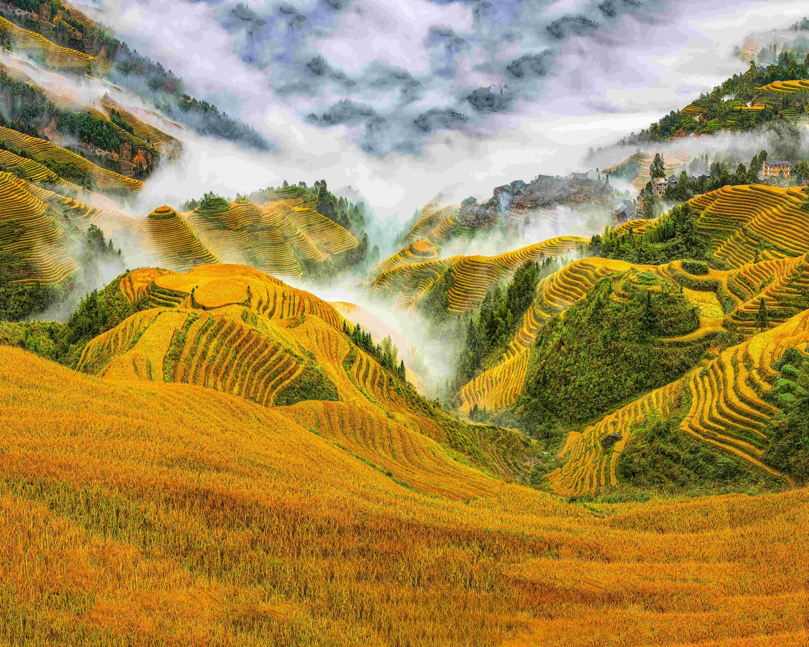 层层叠叠的金色梯田延伸在群山之间，山谷中弥漫着白色云雾。