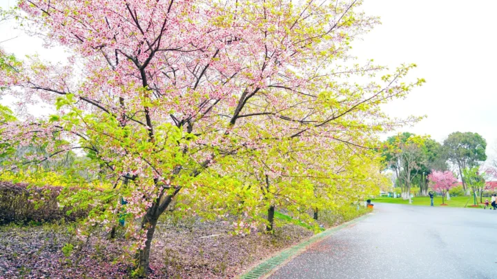 粉色花树沿着一条道路盛放，铺满花瓣的地面延伸至远处。