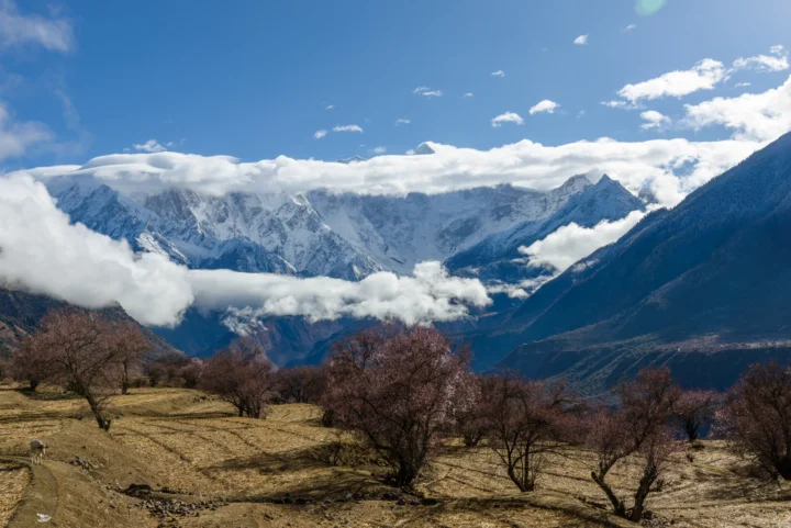 蓝天下的雪山被云雾环绕，前景是干燥的山坡与果树。