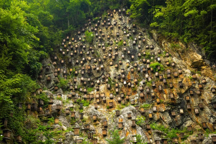 茂密森林环绕的岩壁上密布着许多小型木盒状结构。