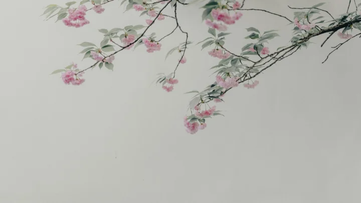 浅灰色背景上方点缀着粉色樱花和细长枝条。
