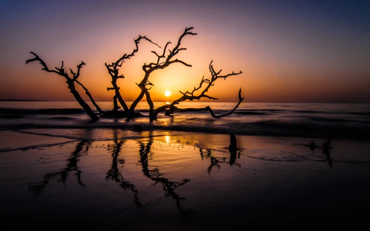 夕阳映照着海滩上的枯木，湿润沙面倒映出树枝与金色光芒。