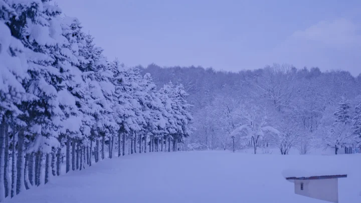 覆满积雪的松树林延伸至开阔雪原，远处是被白雪覆盖的树林和淡紫色天空。