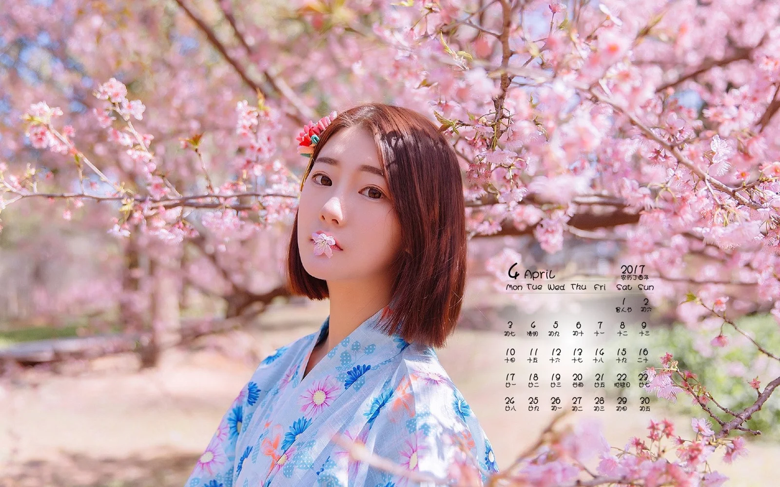 一名穿着浅蓝色和服的女子站在盛开的樱花树下，画面右侧可见手写日历。