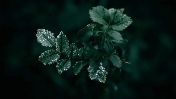 深色背景中的叶片覆盖着晶莹露珠。