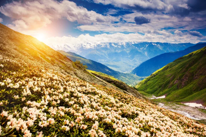 阳光洒在开满白色花朵的山坡上，远处是层叠的群山、山谷和云层。