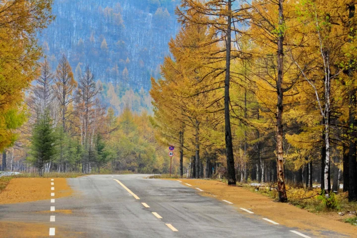 一条公路穿过金黄色的秋季森林，远处可见山坡。