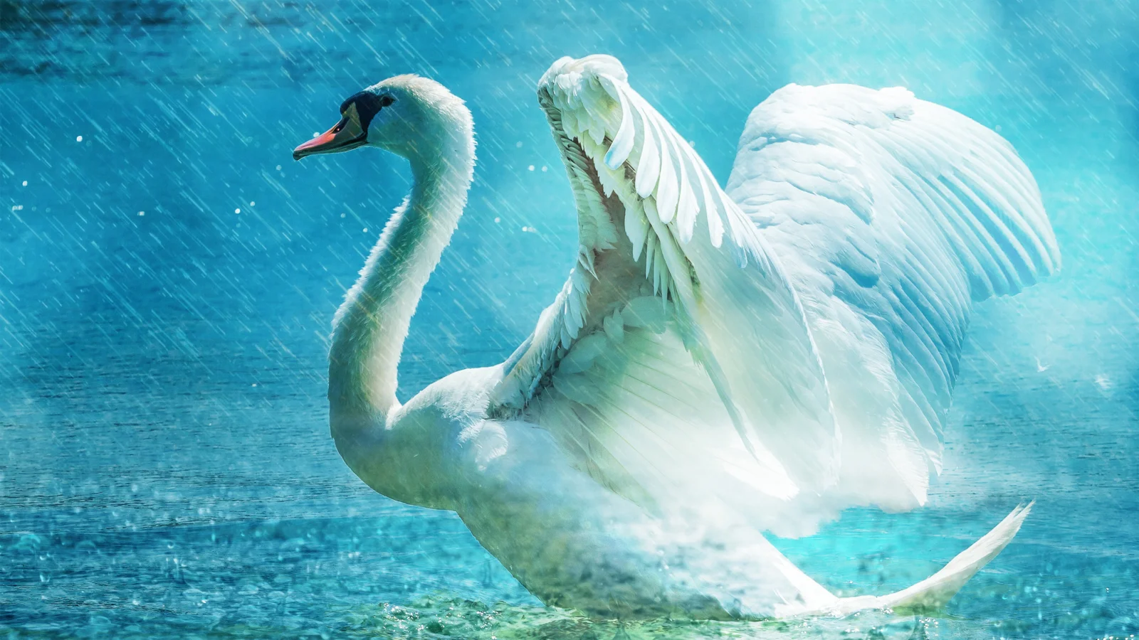 雨の中、水面で白鳥が翼を広げている。