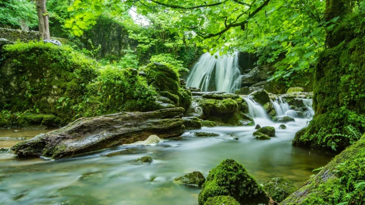 緑豊かな森の中で、滝が苔むした岩の渓流へ流れ込んでいます。