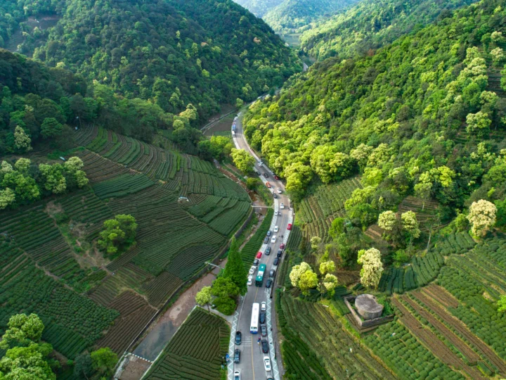 俯瞰山谷中的层叠茶园、茂密森林和蜿蜒道路。