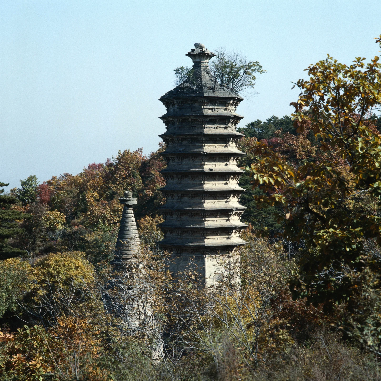 秋色の木々の間に多層の古塔がそびえ、背景には淡い青空が広がっている。