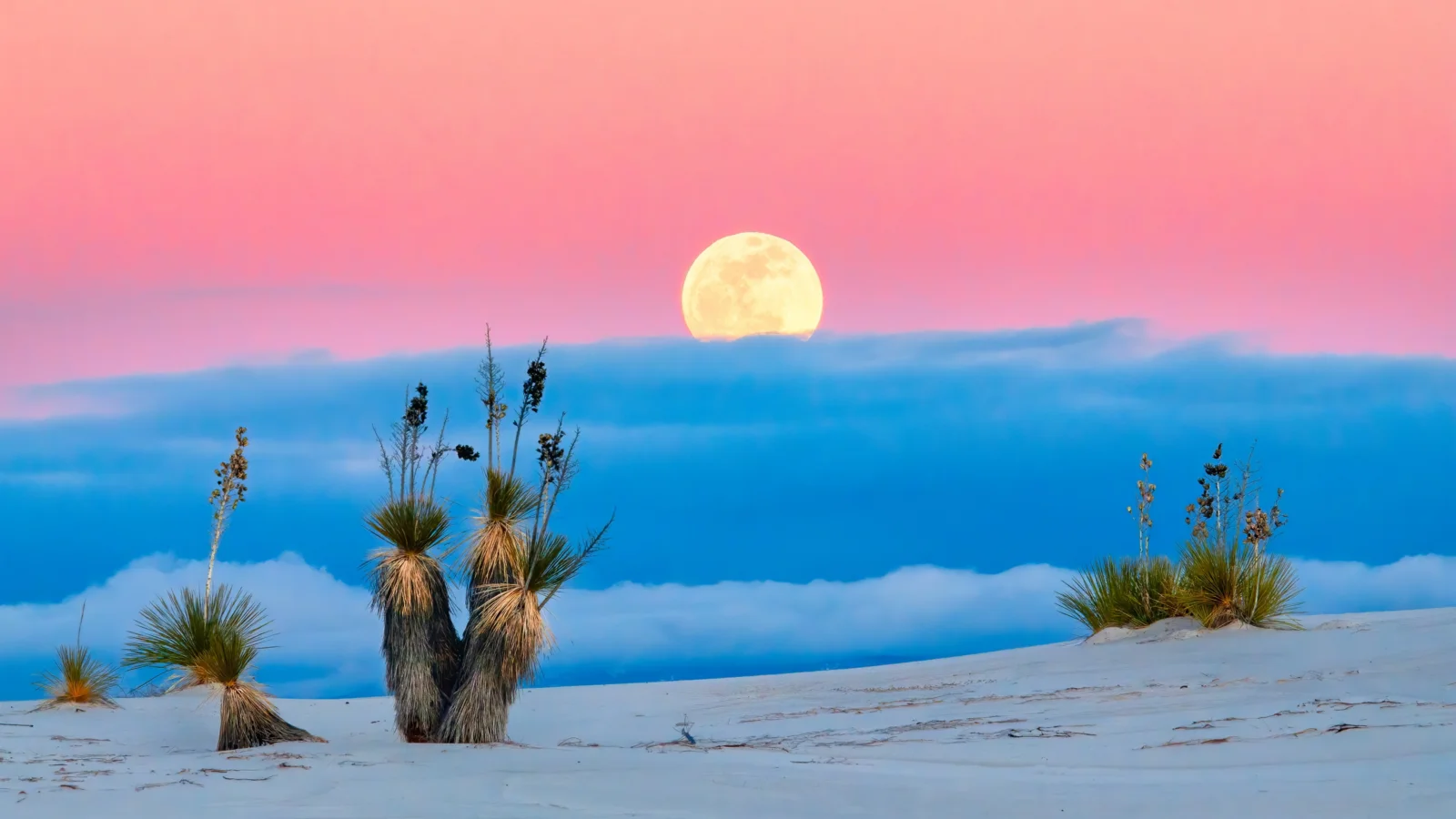 Full moon rising over desert yucca on white sand under a pink sky.
