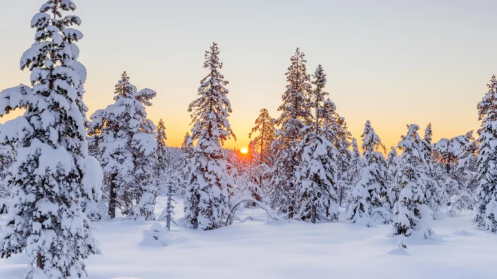 雪に覆われた森の木々の間から、暖かな夕日が差し込んでいる。