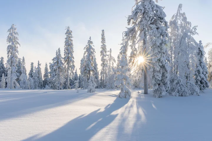 阳光穿过覆满积雪的森林，在雪地上投下修长的树影。