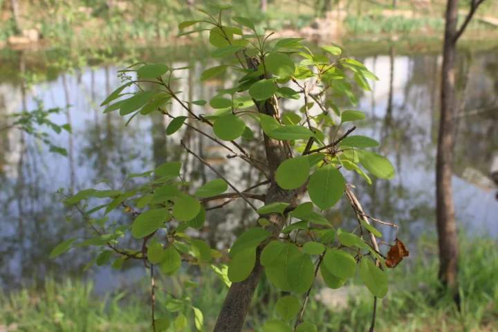 一棵枝叶繁茂的绿树生长在池塘边，水面倒映着周围的植被。