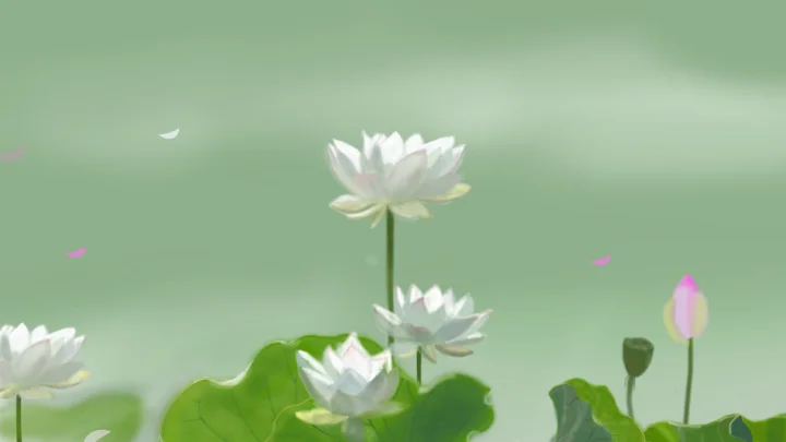白色蓮花與綠色荷葉在柔和的淺綠色背景前舒展開來。