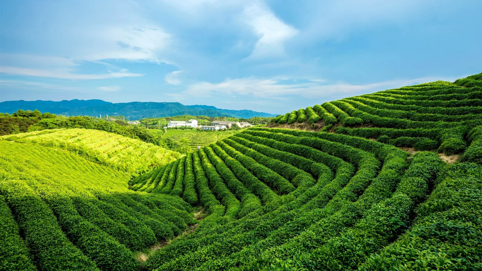 层叠的翠绿茶园铺展在丘陵之间，远处是山脉与蓝天。