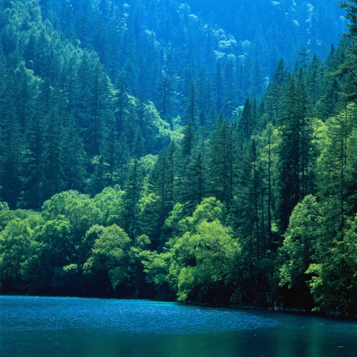 茂密的绿色森林环绕着一片宁静的蓝色湖水。