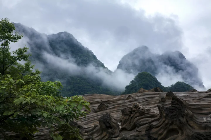 云雾缭绕的山峰掩映在前景盘根错节的古树根木之后。