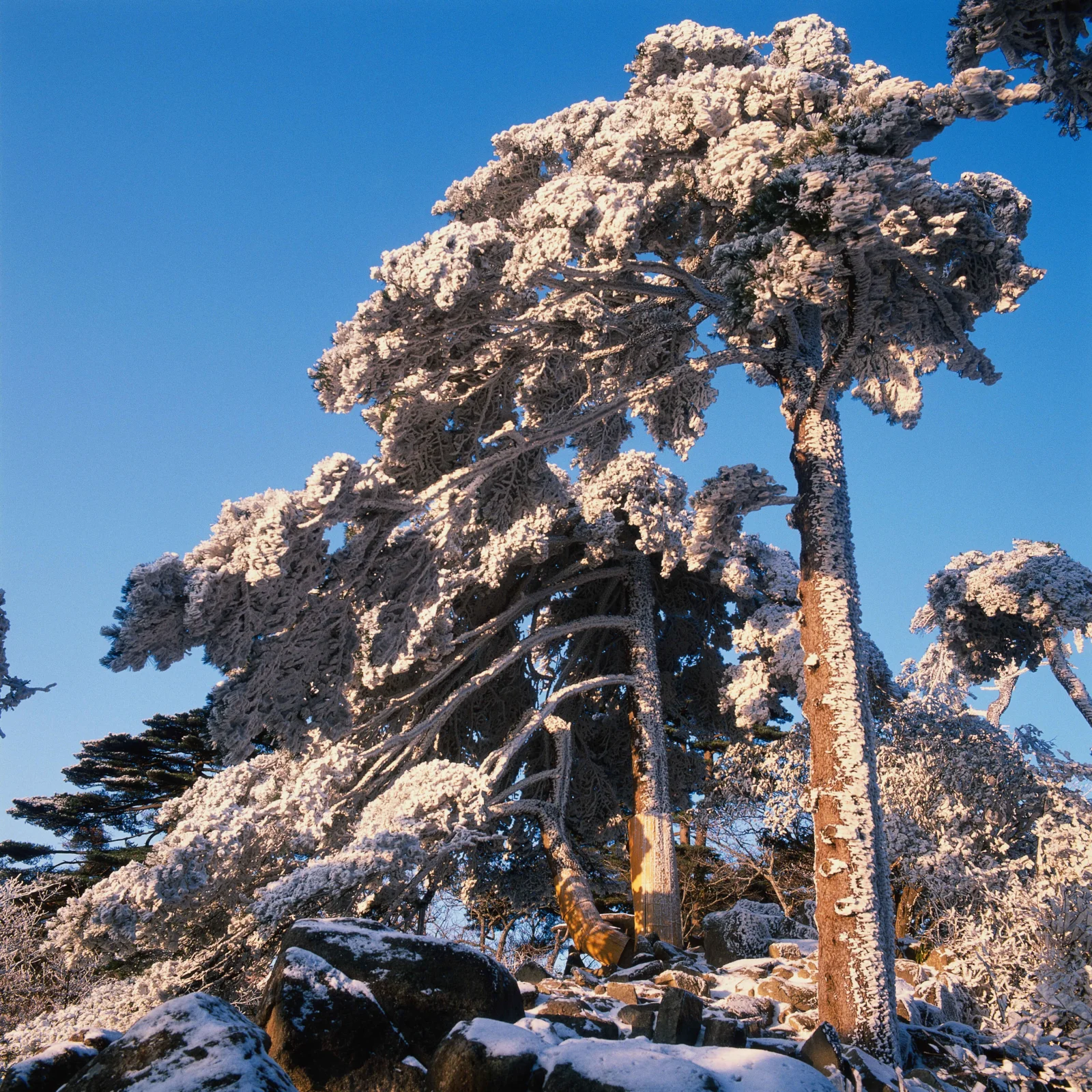 覆满霜雪的高大树木矗立在晴朗的蓝天下，岩石地面上也积着白雪。