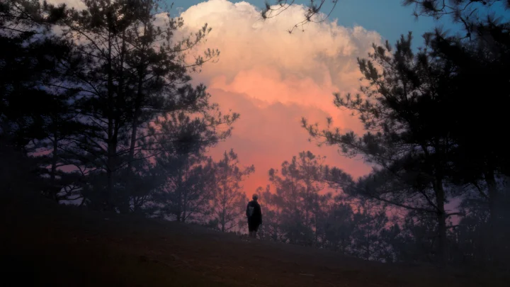 暮色中的松林被粉橙色云霞映照，远处山坡上可见一个微小的人影。