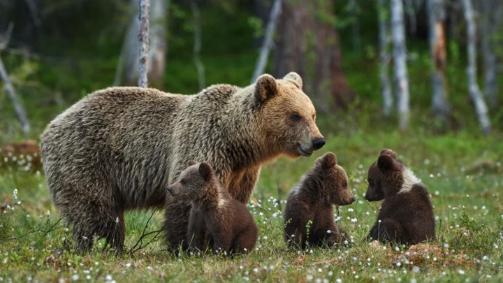 ヒグマが3頭の子グマとともに森の草地を歩いています。