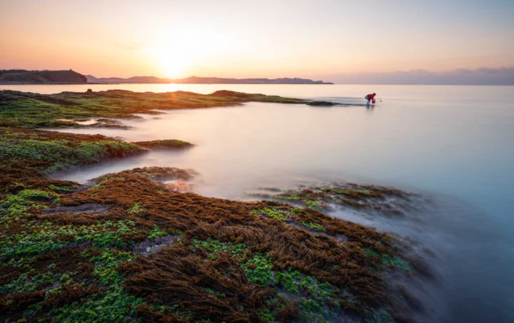 夕阳映照着宁静海面与长满海藻的礁石海岸。