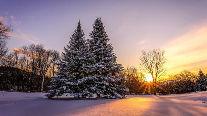 积雪覆盖的常青树立于林间空地，夕阳将金色光芒洒在雪地上。