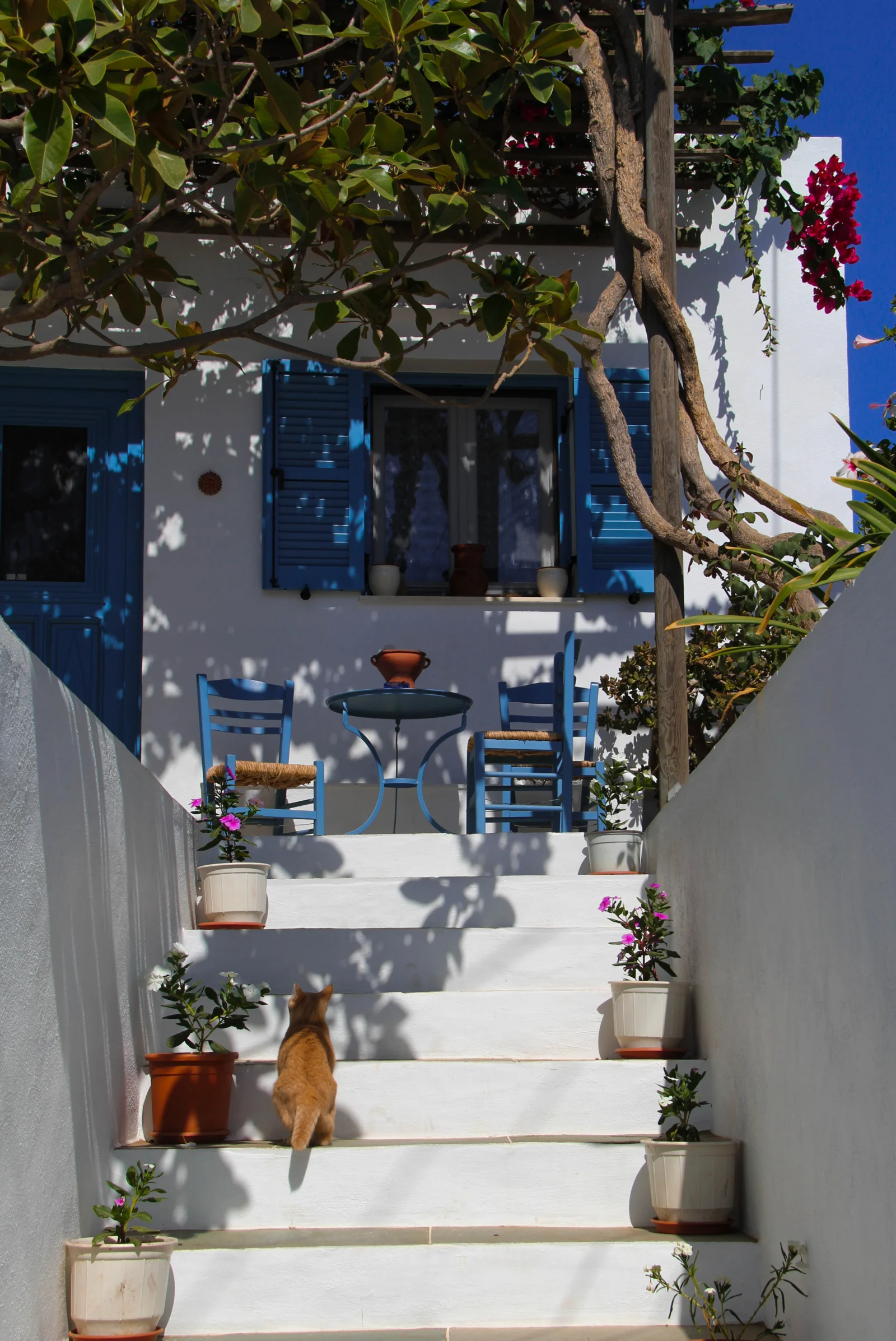 陽光照耀下的白色庭院房屋設有藍色百葉窗、階梯和盆栽植物。