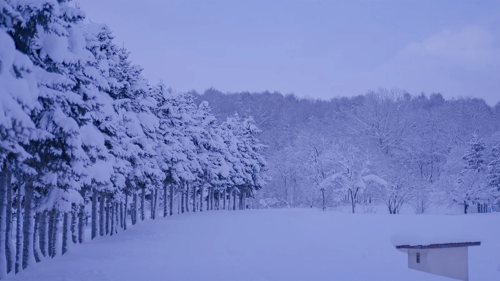 覆满积雪的松树林延伸至开阔雪原，远处是被白雪覆盖的树林和淡紫色天空。
