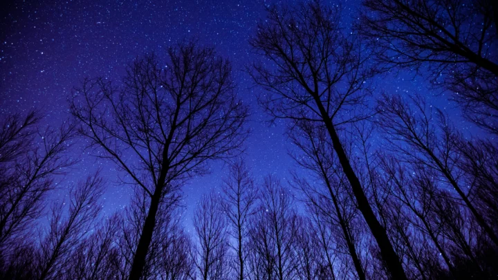 深蓝色的星空覆盖在无叶树林的黑色剪影之上。