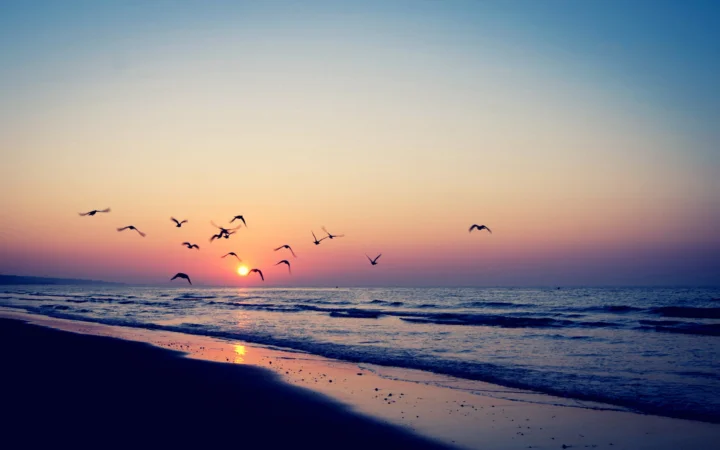夕阳落在海平线上，海浪轻拍沙滩，天空中飞过几只鸟。