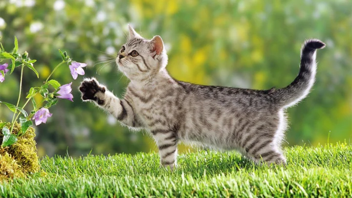 一只条纹猫在阳光明媚的草地上抬爪靠近紫色花朵。