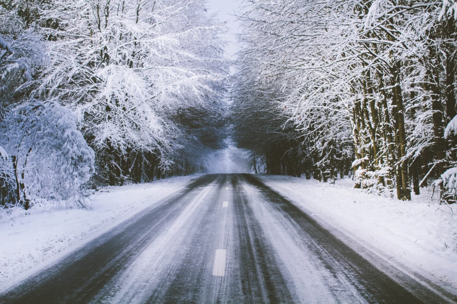 一条覆雪的道路穿过两侧挂满积雪的树林。