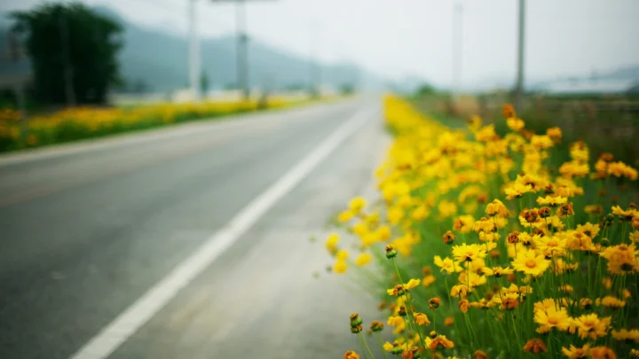 一条道路延伸向远方，路旁盛开着大片黄色花朵，远处可见朦胧山景。