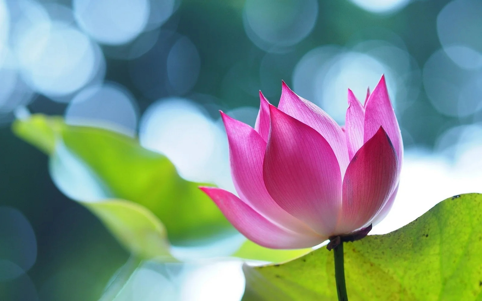 柔らかな玉ボケを背景に、緑のハスの葉の上でピンクのハスの花が咲いています。