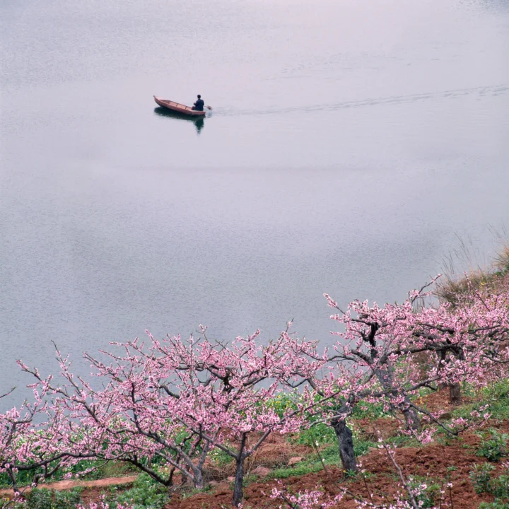 穏やかな湖のほとりで桃色の花が咲き、遠くを小舟が進んでいる。