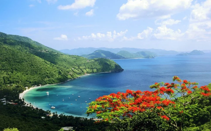 碧蓝海湾环绕着绿色山峦，前景盛开着鲜艳的红色花朵。
