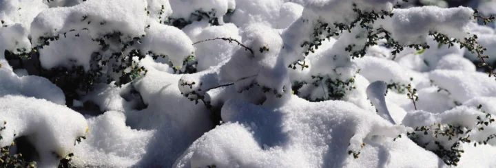 厚厚的积雪覆盖在枝叶上，形成一幅明亮的冬日自然特写。