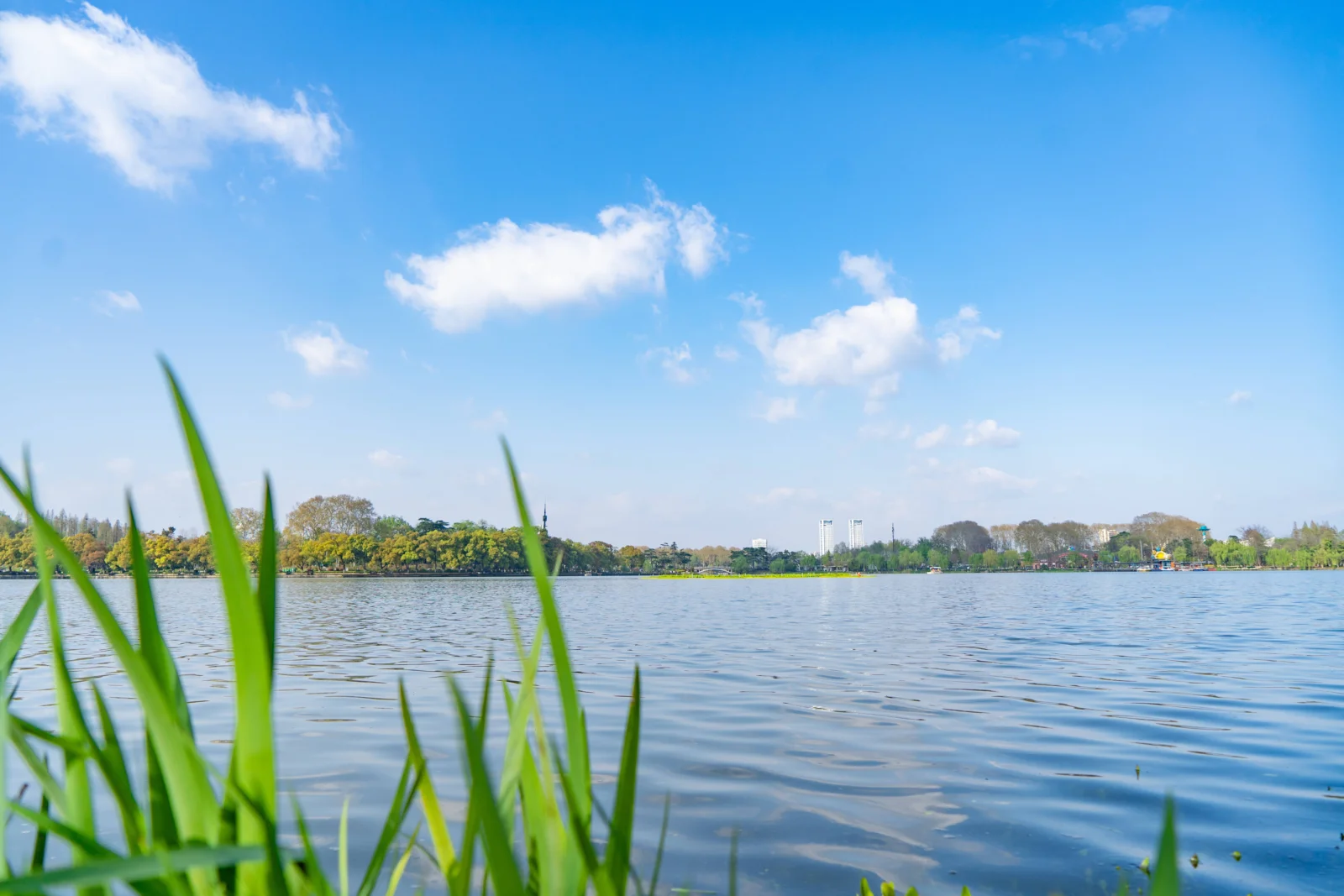 青空の下の穏やかな湖面を葦が縁取り、遠くに木々と湖岸が見える。