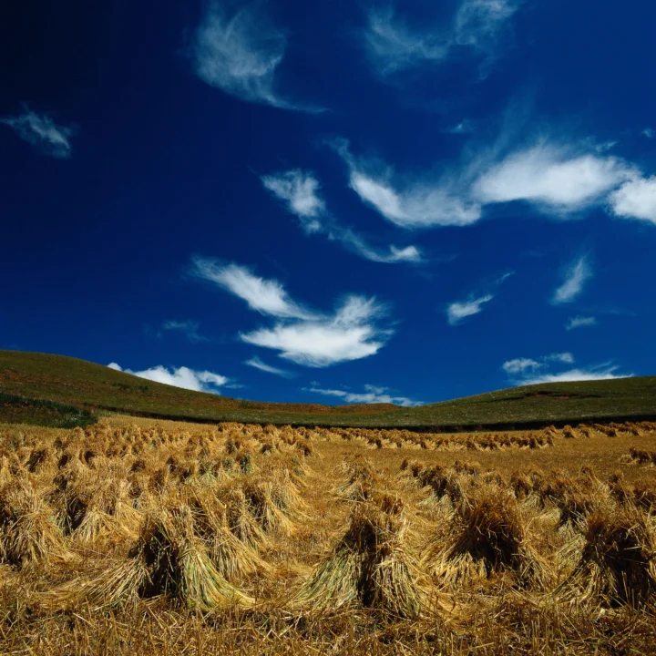 金色收割后的麦田延伸至起伏山丘，背景是深蓝天空与飘逸白云。