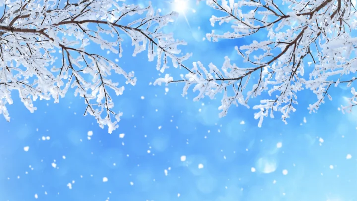 覆着白雪的树枝伸向明亮的蓝色天空，空中飘落着雪花并洒下阳光。