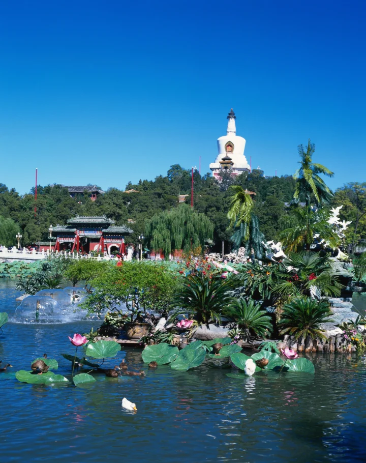 阳光下的园林池塘盛开着荷花，水面有鸭子，背景可见白色纪念建筑和绿树。