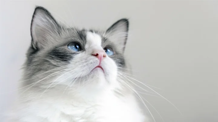 一只灰白相间、蓝眼睛的猫咪占据画面中央，背景为浅灰色。