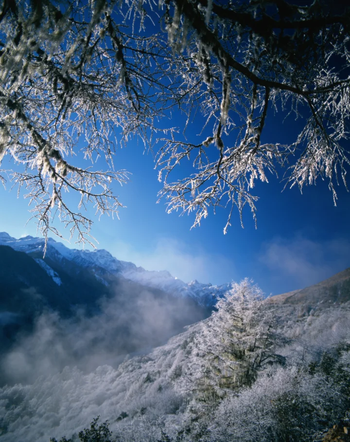 覆满霜雪的树枝映衬着远处的雪山与山间雾气。