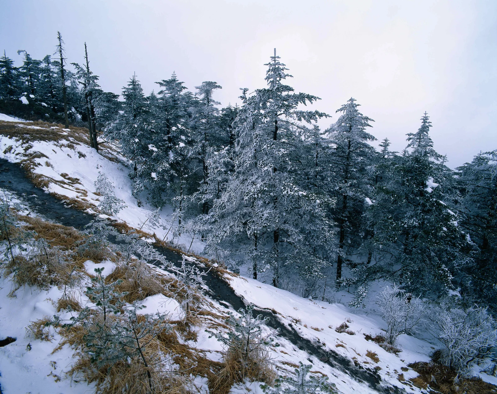 积雪覆盖的山坡与针叶林在淡蓝色天空下延伸开来。