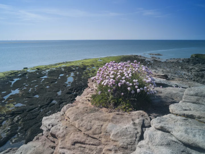 蓝色海面、岩石海岸和一簇粉紫色海滨花朵构成宁静的自然风景。