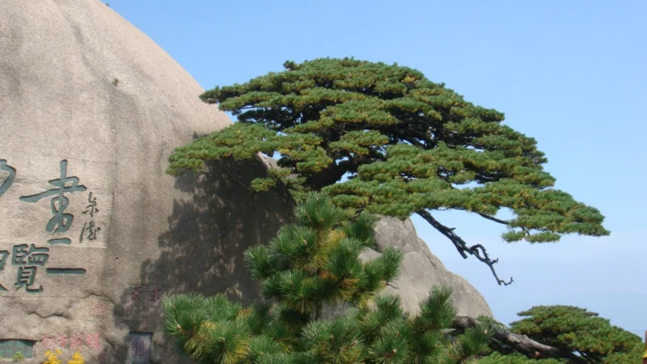 一棵枝叶舒展的苍松生长在岩壁旁，背景是晴朗的蓝天。