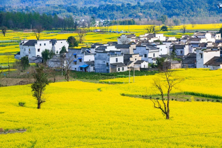 황금빛 유채꽃밭 사이로 흰 벽과 회색 기와지붕의 마을이 펼쳐지고 멀리 산이 보입니다.